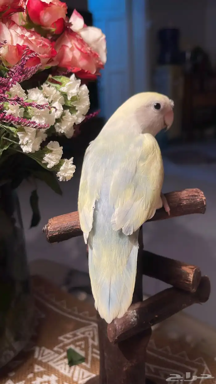للبيع ببغاء الروز الاليف ونظيفه 0