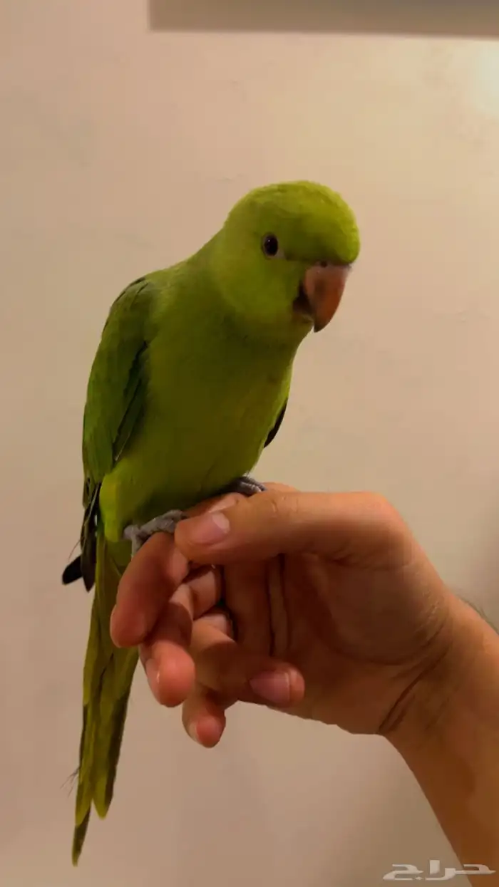 ببغاء درة اليف 0