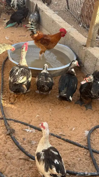 بط بح مصري 1