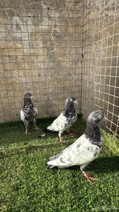 حمام باكستاني 18