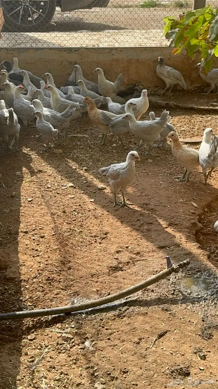 حبشي رومي دجاج فزنت 3