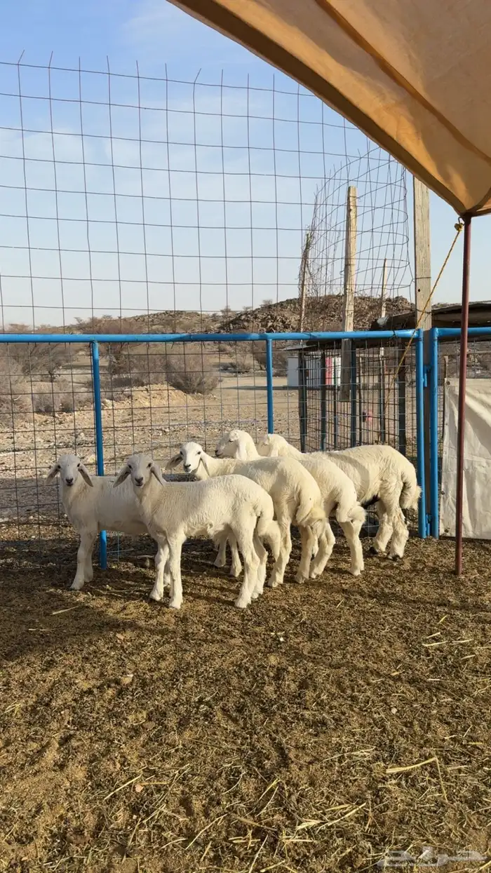 بهم تربيه 2