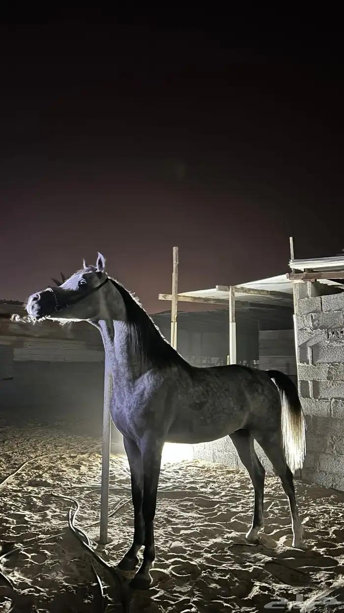 حصان واهو 0