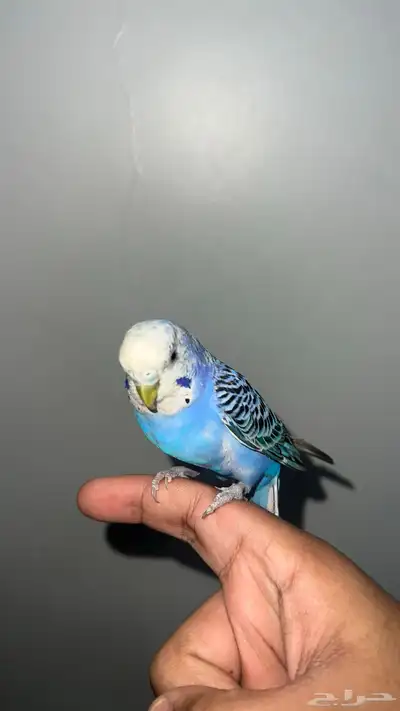 ببغاء بادجي العمر 7 شهور 0