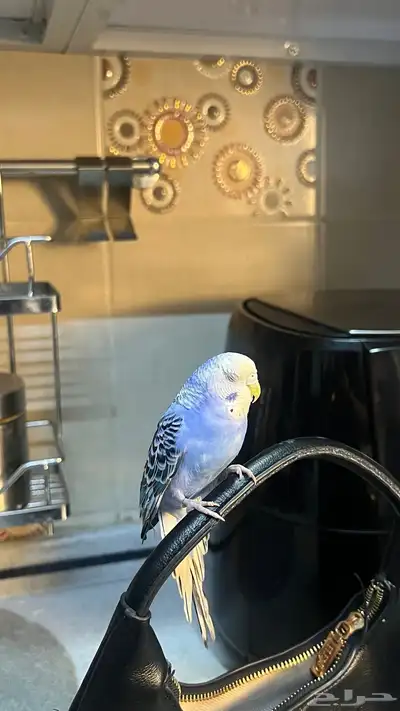 ببغاء بادجي العمر 7 شهور 2