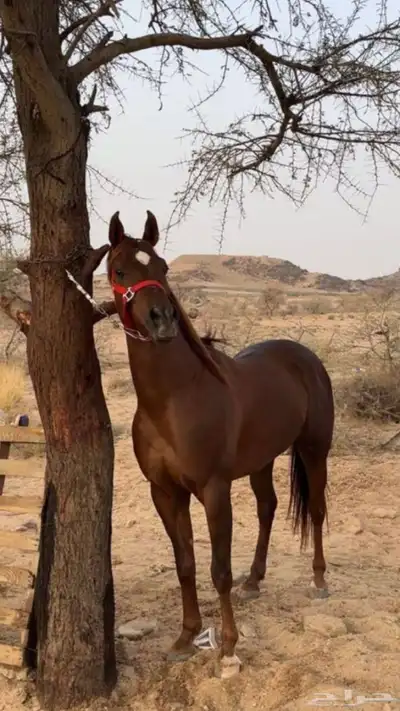 حصان للبيع 0