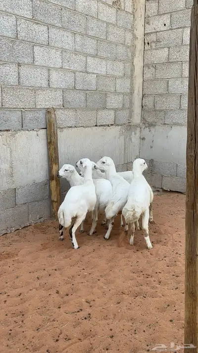 رخال رفيد 6