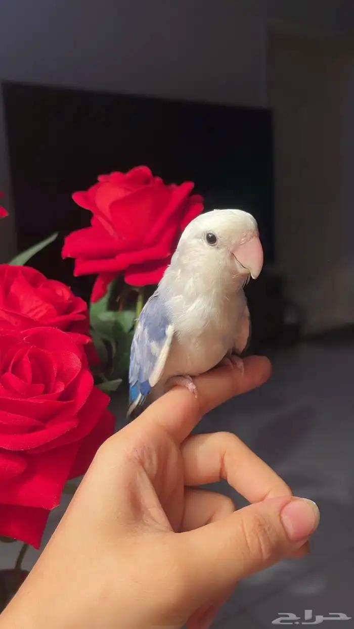 للبيع ببغاء الروز 2