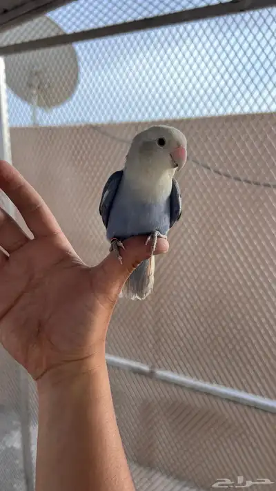 روز اليف 1