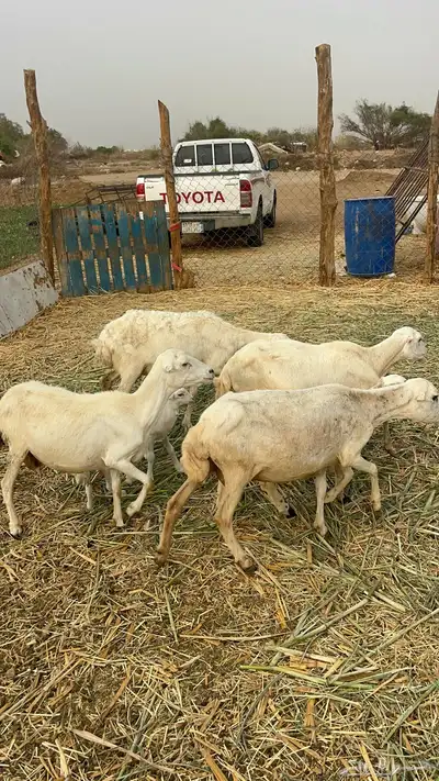 ضان مناتيج 3