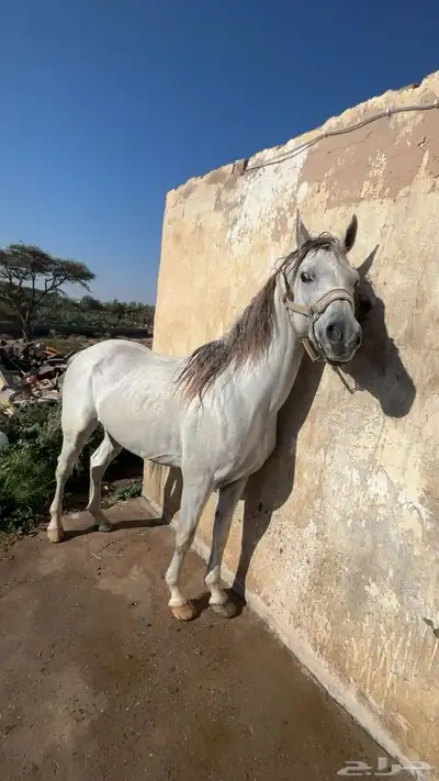 حصان شعبي 1