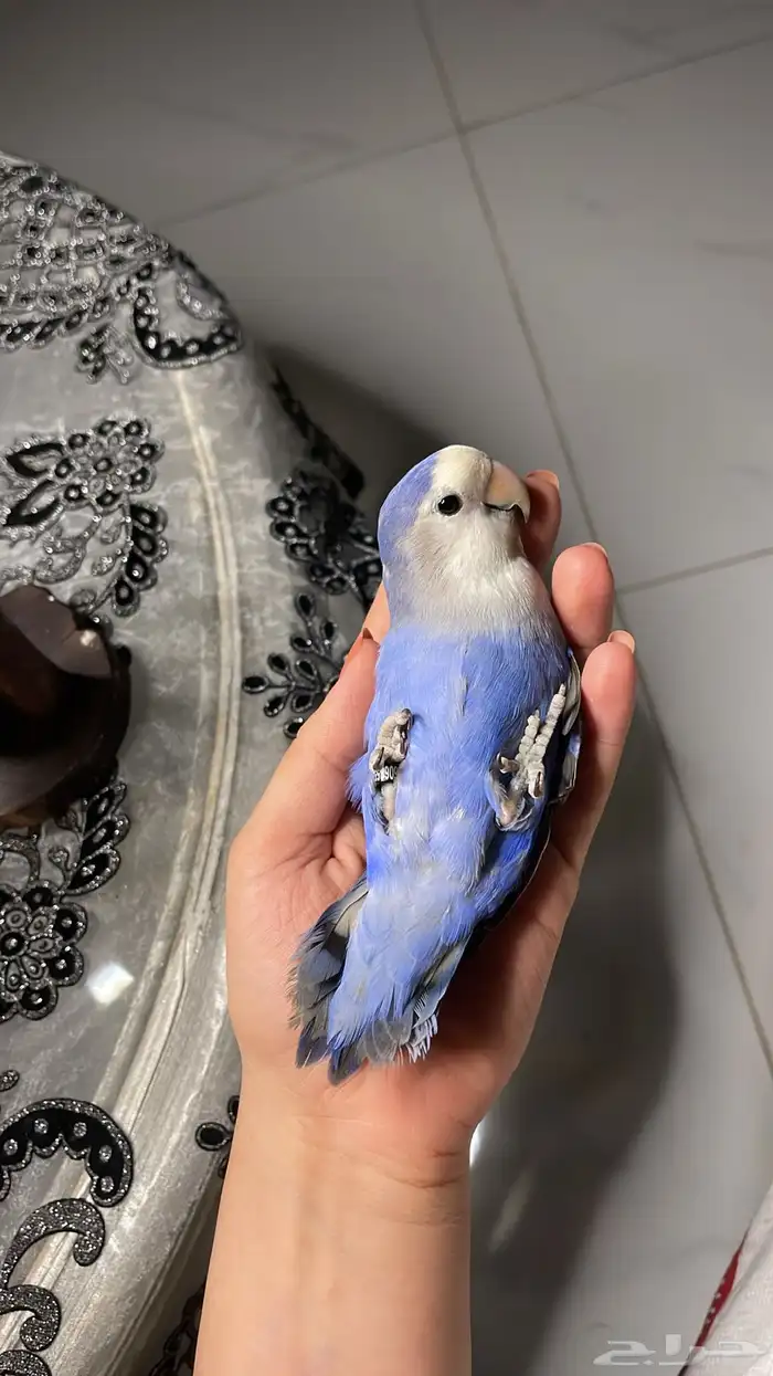 للبيع ببغاء روز الاليف 4