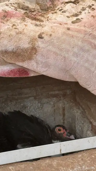 بط بح مصري 5