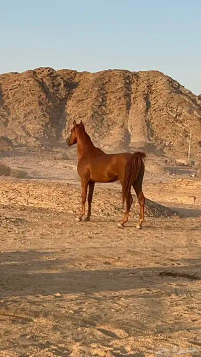 حصان شعبي شيخ الموقع املج الحد اربعه 2
