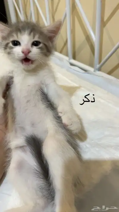 تبني قطط 16