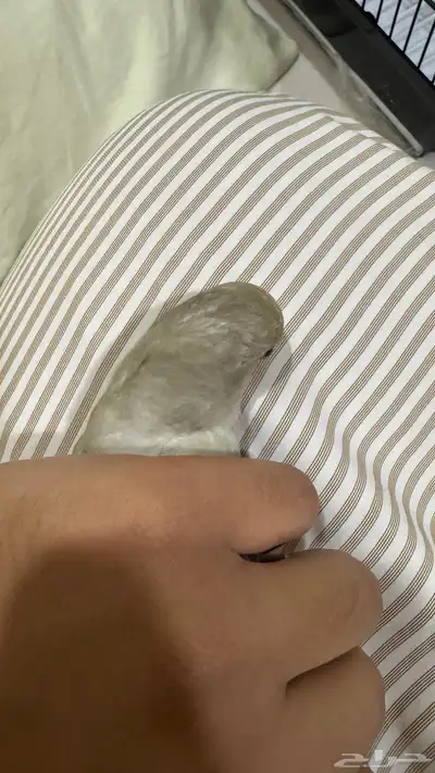 للبيع روز نص ولافه لونه مميز فستقي 2