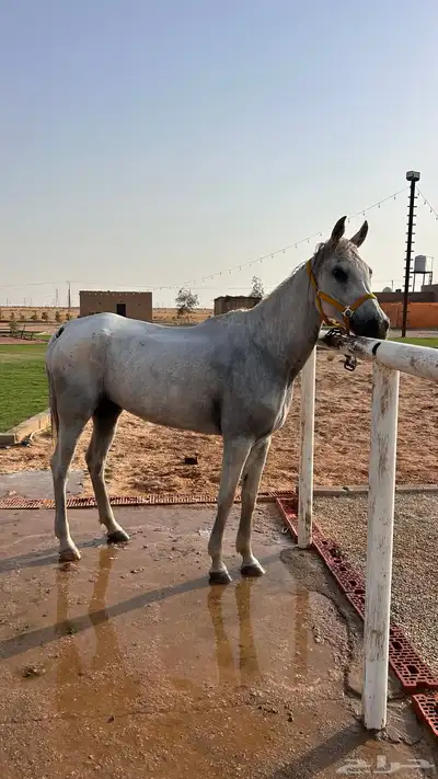 فرس شعبية 3
