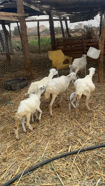 ضان مناتيج 14