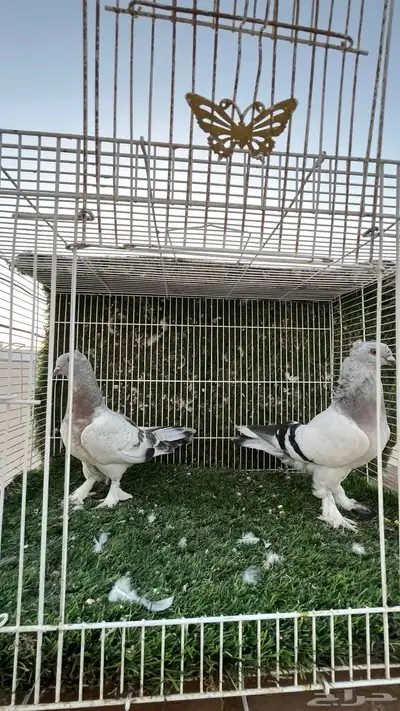 حمام تركي 0