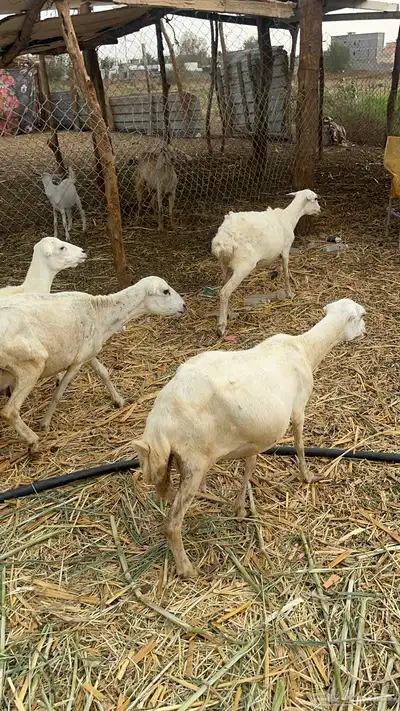 ضان مناتيج 13