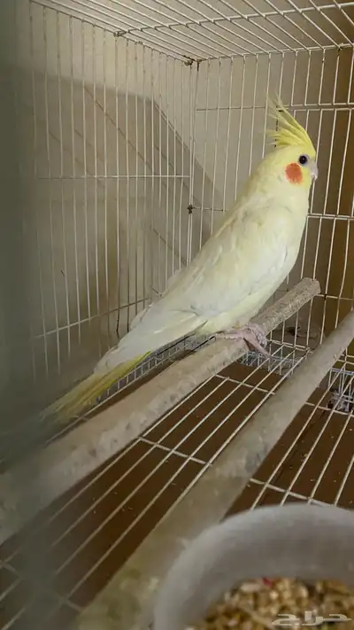 ذكر كروان لاتينو 0