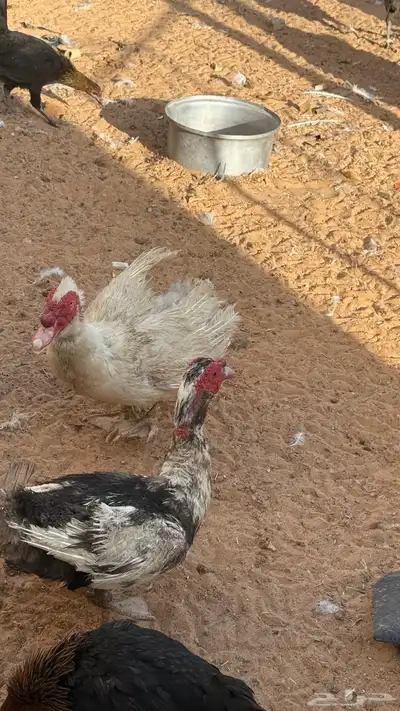 بط بح مصري 3