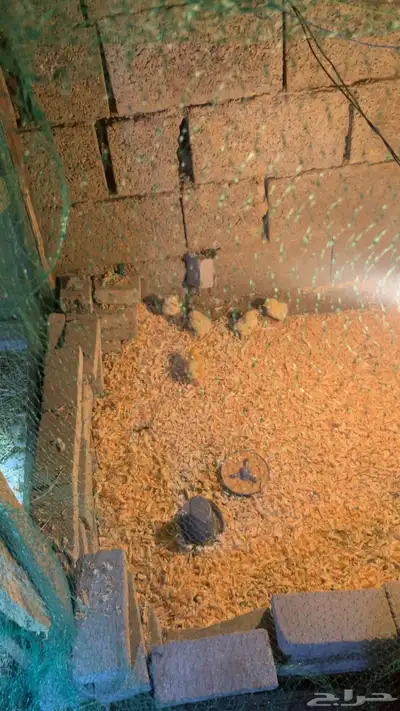 بيض براهما كولمبي دم صافي بيور 2