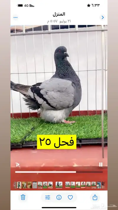 حمام فرش موندين 2