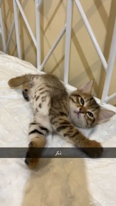 تبني قطط 7