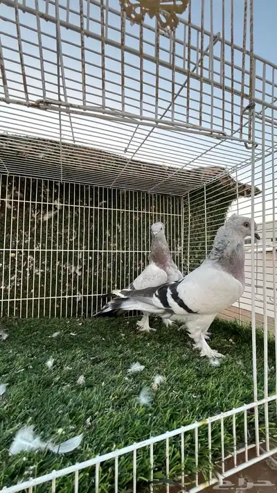 حمام تركي 5