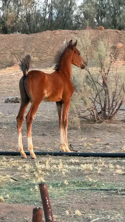 للبيع فرس شعبيه   المهر هديه معها 0