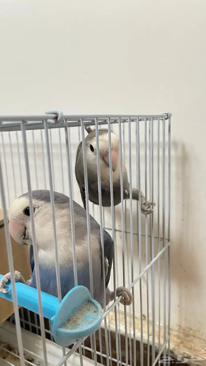 ببغاء روز 4