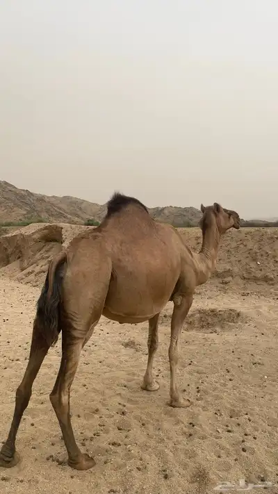 ناقه ساحليه جنبه تسعه اشهر 6