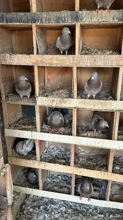 حمام لاحم سلفر 1
