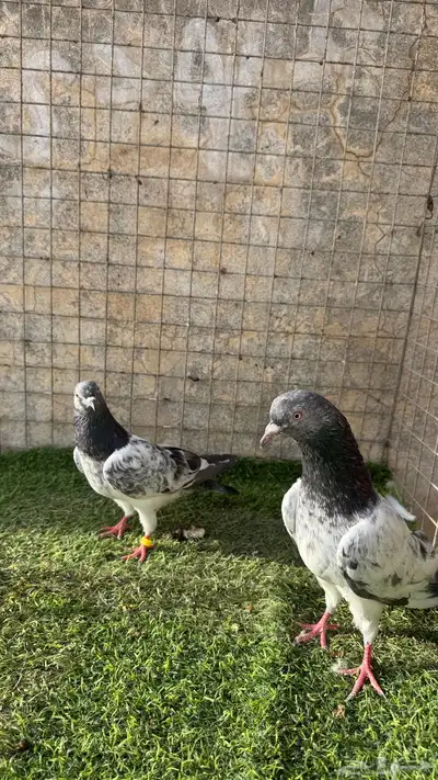 حمام باكستاني 5