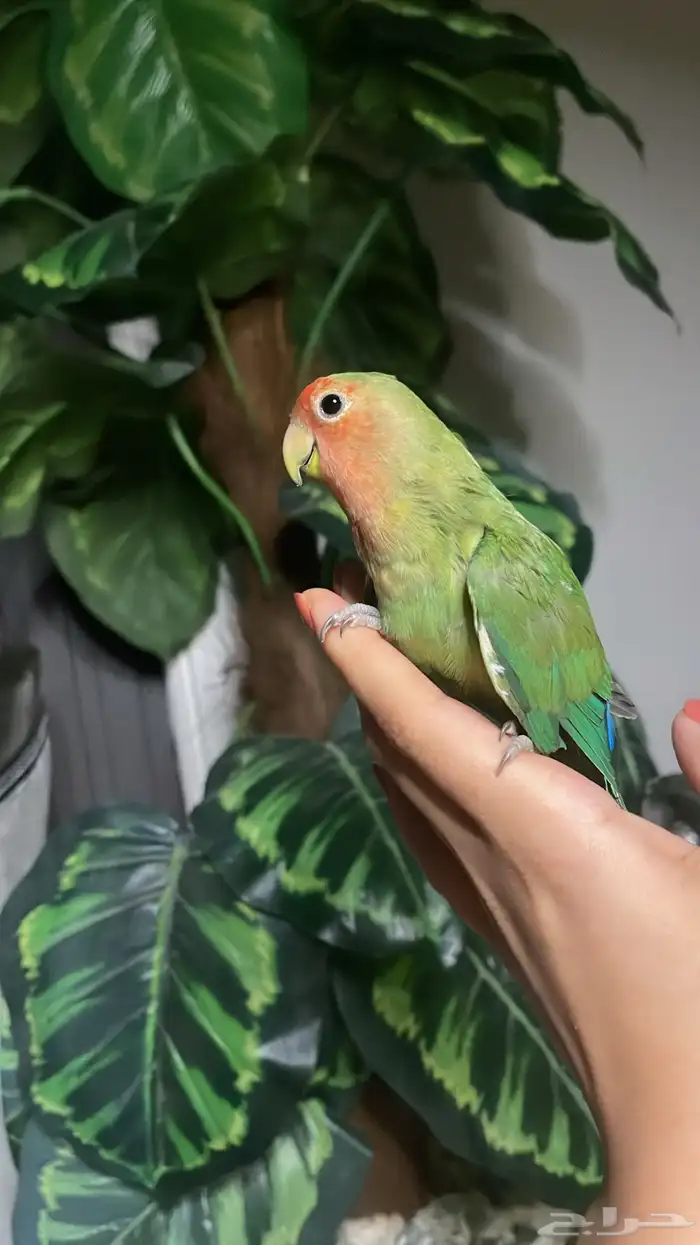 للبيع ببغاء روز اليف مناسب للأطفال 3