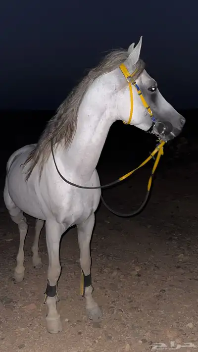 حصان شعبي 2