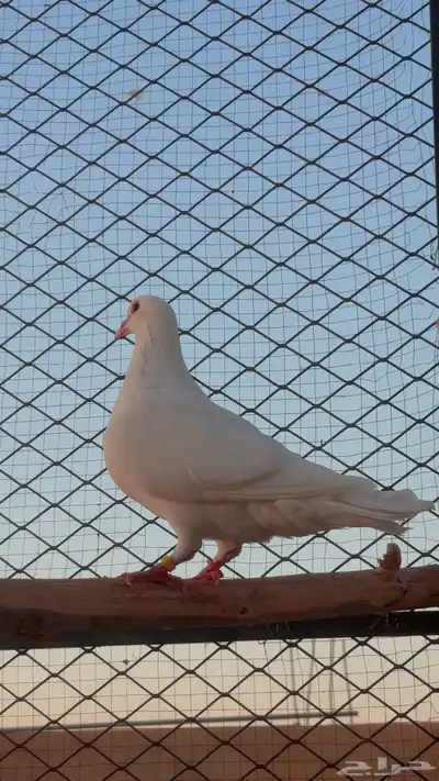 تم البيع 1