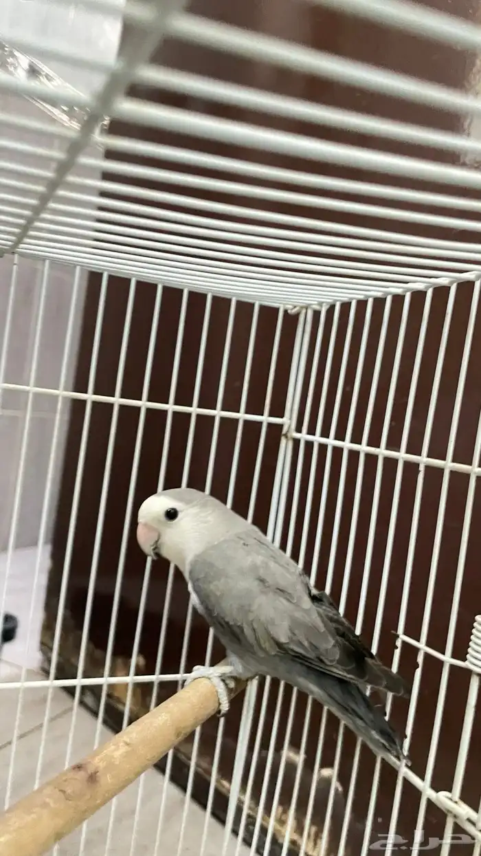 ببغاء روز 7