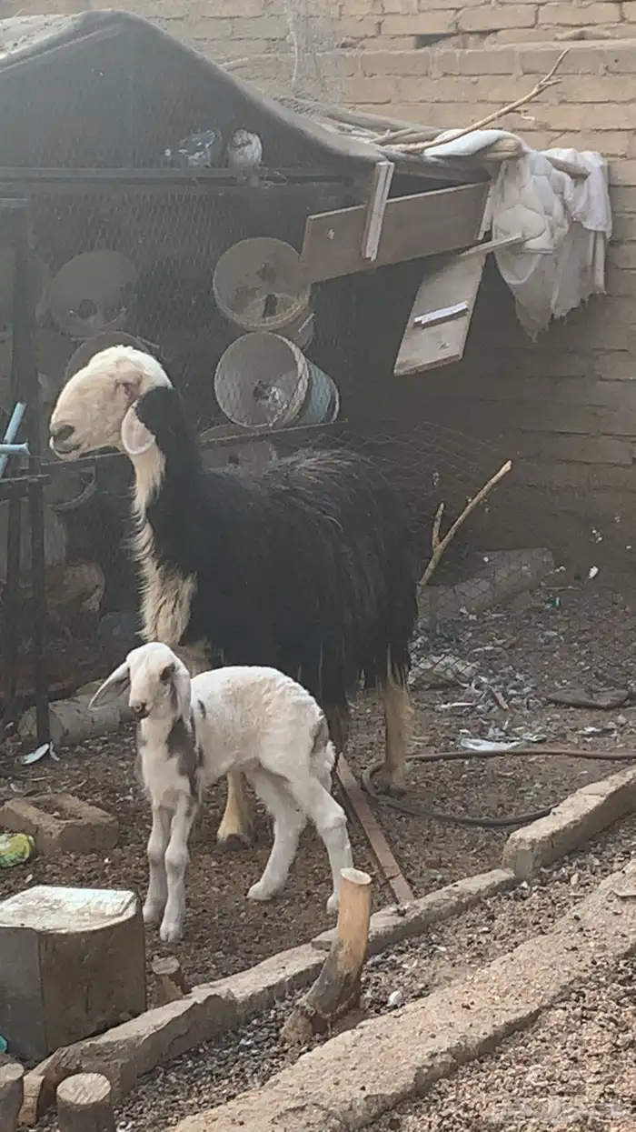 خلفه نجديه تم البيع 1