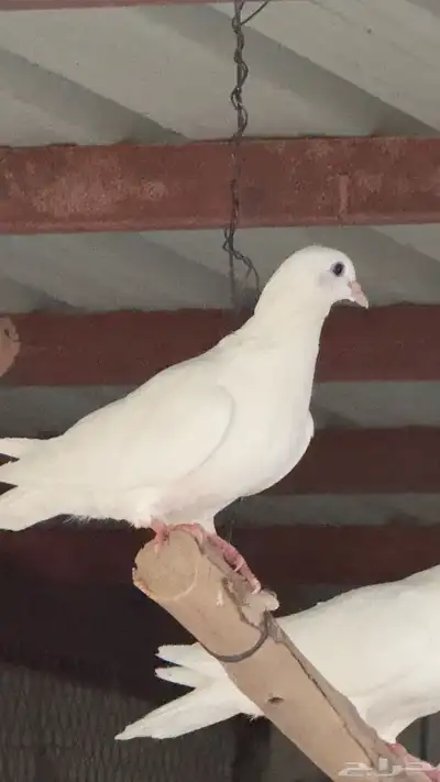 حمام فرنسي للبيع 1