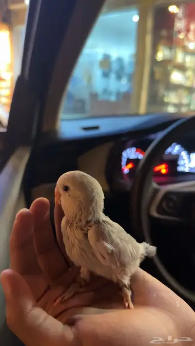 فرخ روز 3