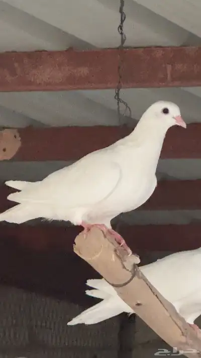 حمام فرنسي للبيع 0
