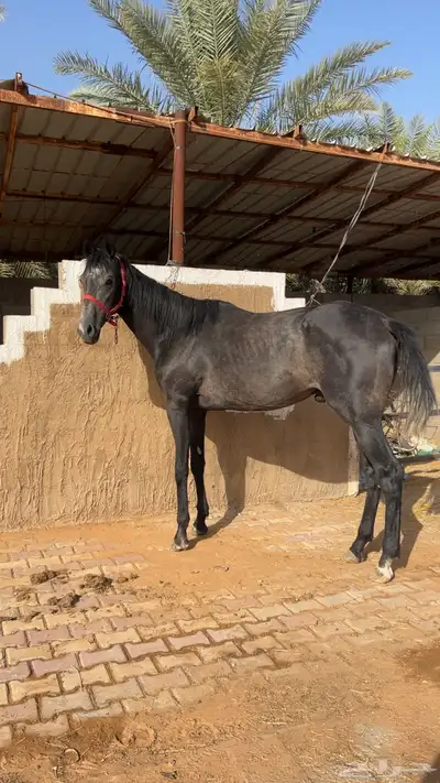 مهر انتاج ادهم 0