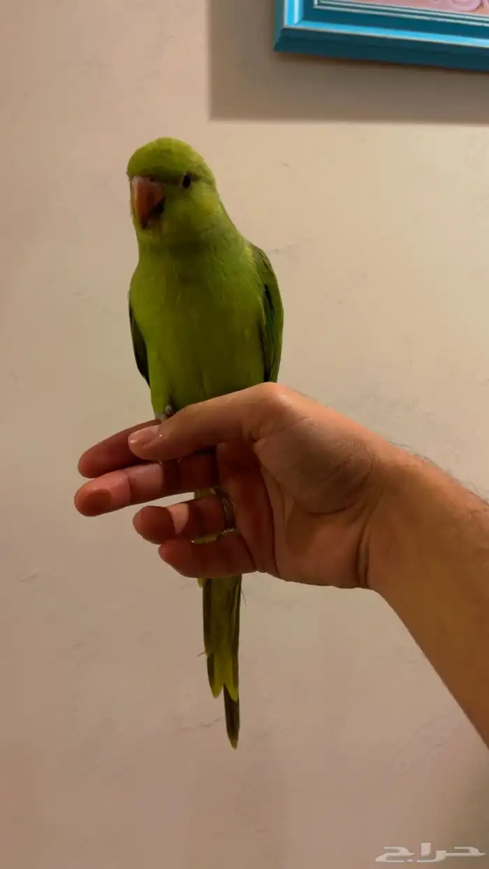 ببغاء درة اليف 3