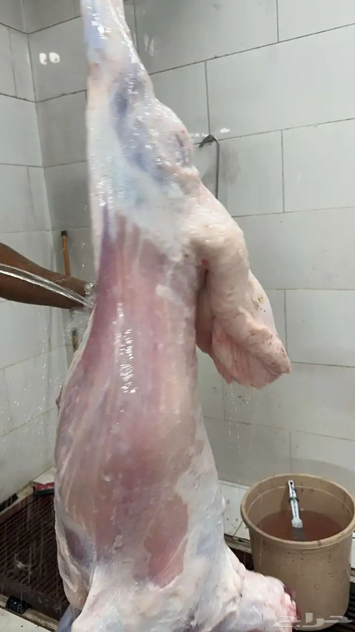 ذبايح حري وسواكني مع الذبح او الطبخ والتوصيل 13