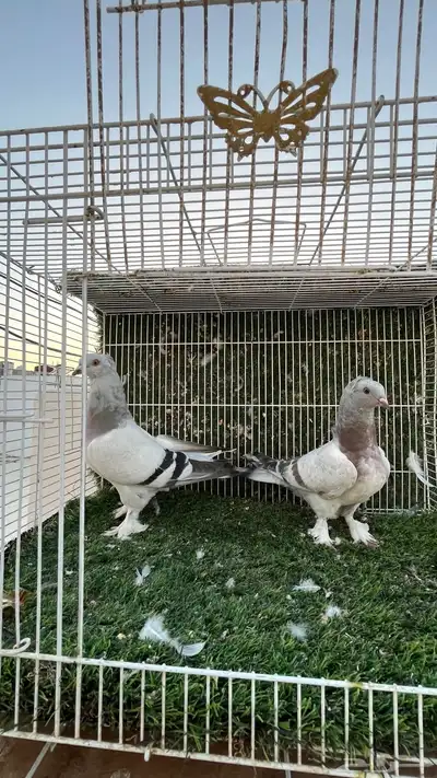حمام تركي 1