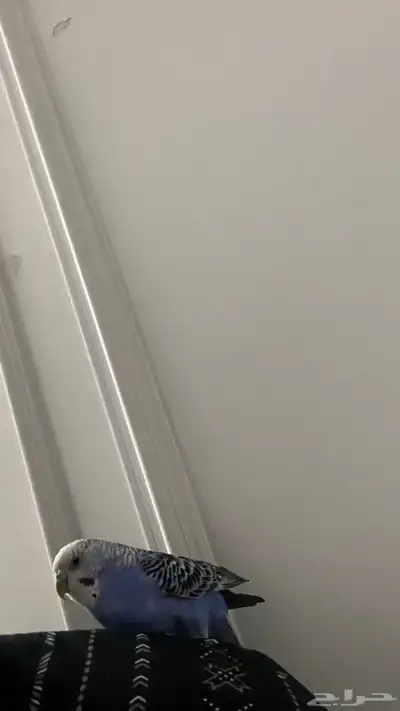 ببغاء بادجي العمر 7 شهور 3