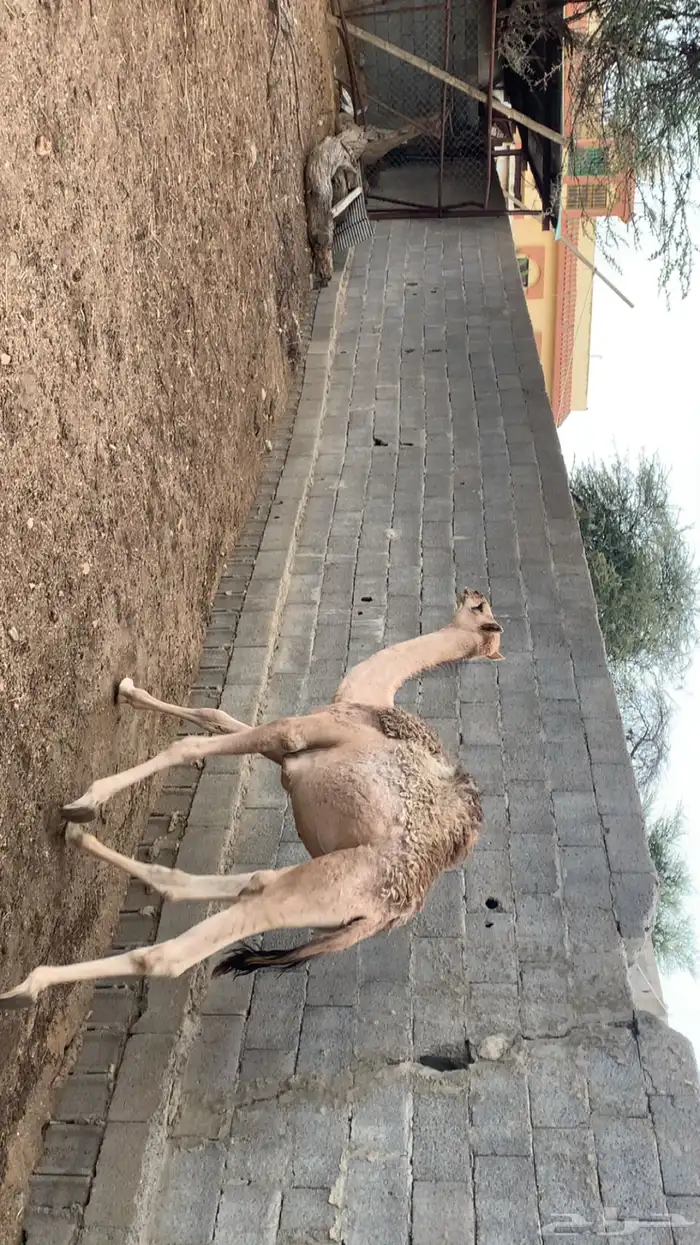 حاشي 1