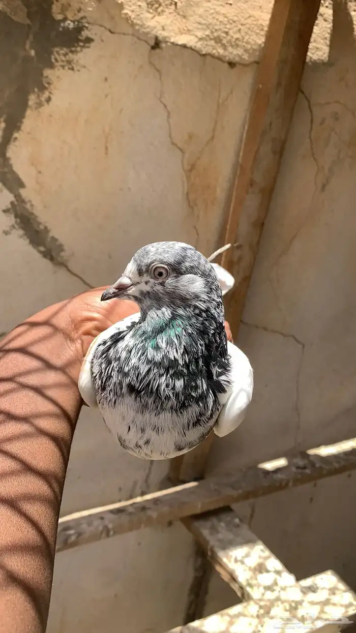 للبيع انثى تيدي 1